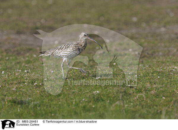 Groer Brachvogel / Euraisian Curlew / MBS-28461