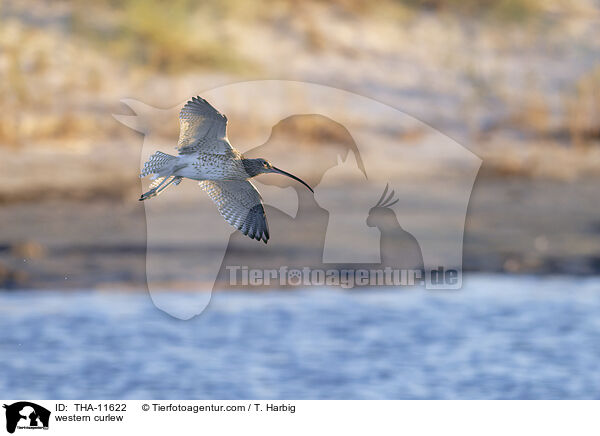 Groer Brachvogel / western curlew / THA-11622