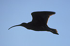 Eurasian Curlew