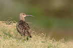 Eurasian curlew