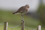 Eurasian curlew