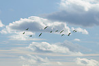 Eurasian curlews