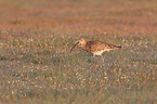 curlew