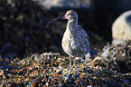 curlew