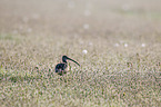 Eurasian curlew