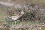 western curlew