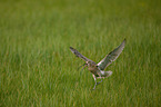 western curlew