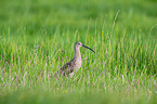 Great curlew in the meadow