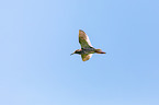 flying curlew