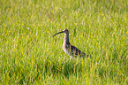 Great curlew in the meadow