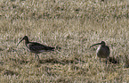 western curlew