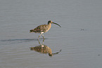 Eurasian curlew