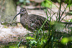 Eurasian curlew