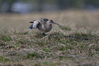 Eurasian curlew