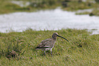Euraisian Curlew
