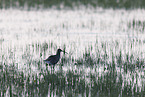 Euraisian Curlew