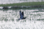 Euraisian Curlew
