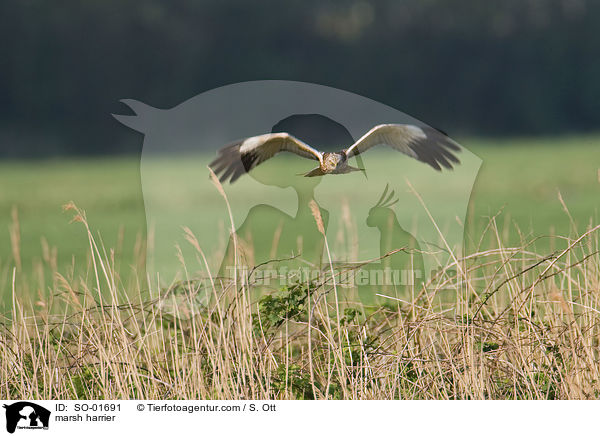 Rohrweihe / marsh harrier / SO-01691