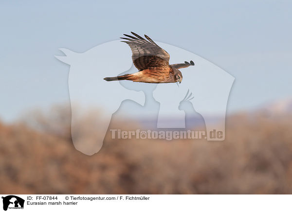 Eurasian marsh harrier / FF-07844