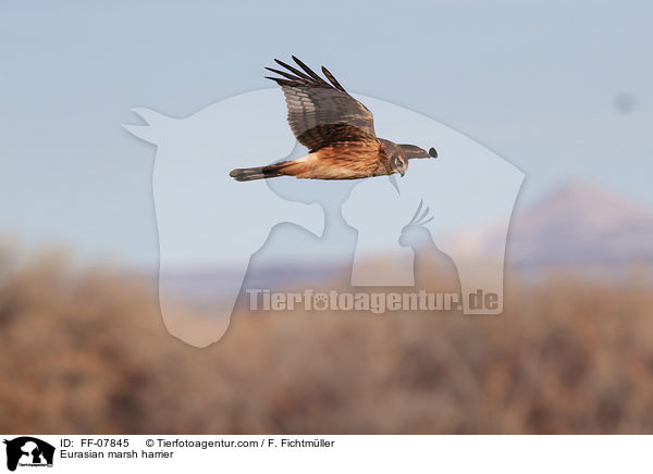 Eurasian marsh harrier / FF-07845