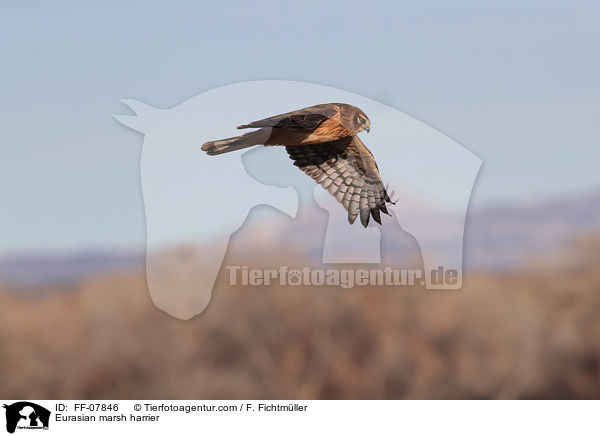 Eurasian marsh harrier / FF-07846