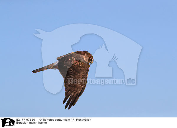 Eurasian marsh harrier / FF-07850