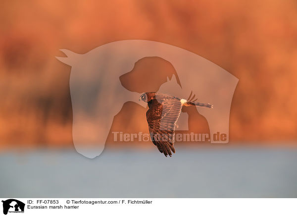 Eurasian marsh harrier / FF-07853