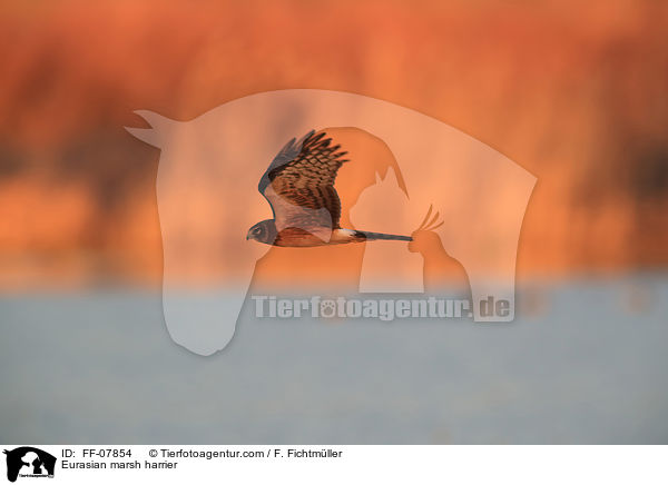Eurasian marsh harrier / FF-07854