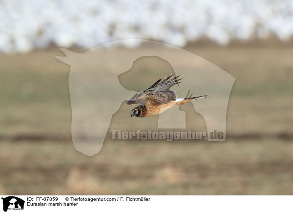 Eurasian marsh harrier / FF-07859