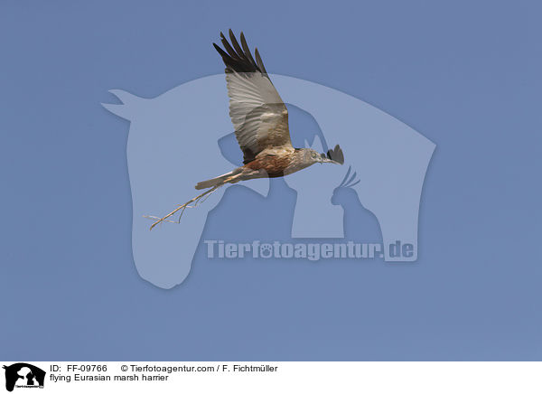 flying Eurasian marsh harrier / FF-09766