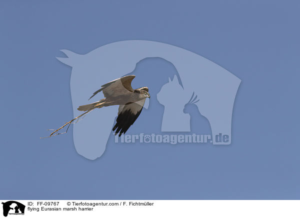 flying Eurasian marsh harrier / FF-09767