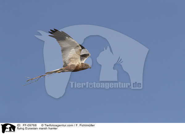 flying Eurasian marsh harrier / FF-09768