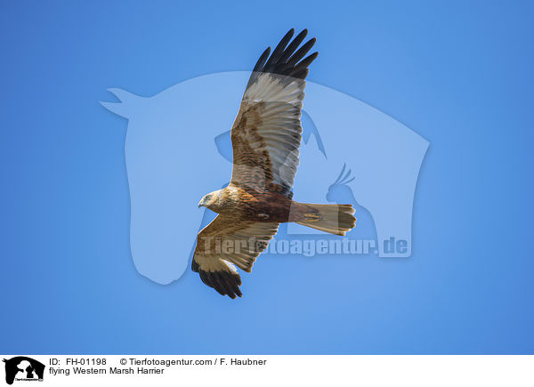 fliegende Rohrweihe / flying Western Marsh Harrier / FH-01198