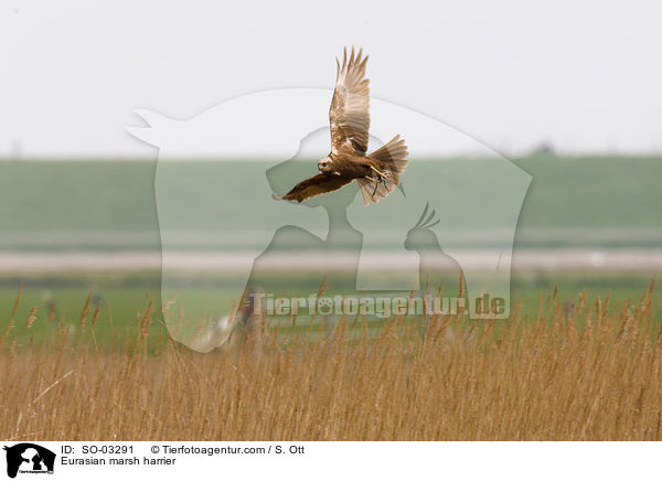 Rohrweihe / Eurasian marsh harrier / SO-03291