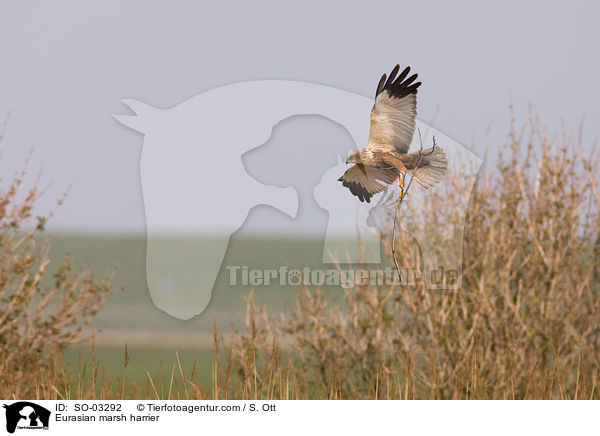 Eurasian marsh harrier / SO-03292