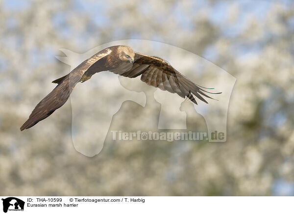 Rohrweihe / Eurasian marsh harrier / THA-10599