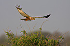 marsh harrier