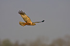 marsh harrier