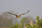 marsh harrier