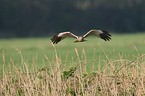 marsh harrier