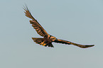 Eurasian marsh harrier