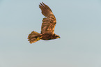 Eurasian marsh harrier