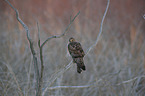 Eurasian marsh harrier