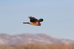 Eurasian marsh harrier