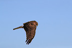 Eurasian marsh harrier