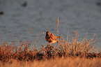 Eurasian marsh harrier