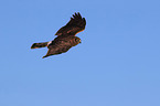 Eurasian marsh harrier