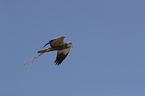 flying Eurasian marsh harrier