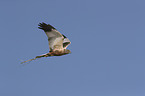 flying Eurasian marsh harrier