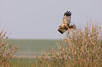 Eurasian marsh harrier